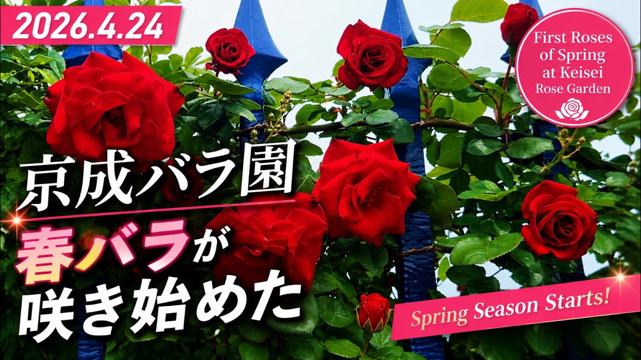 2026年4月24日 京成バラ園｜春バラが咲き始めたローズガーデン【4K