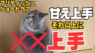 【ブリティッシュショートヘア】甘え上手だけどそれ以上に❌❌上手なんです！笑 by 今日も  ねこ曜日 422 views 1 month ago 5 minutes, 51 seconds