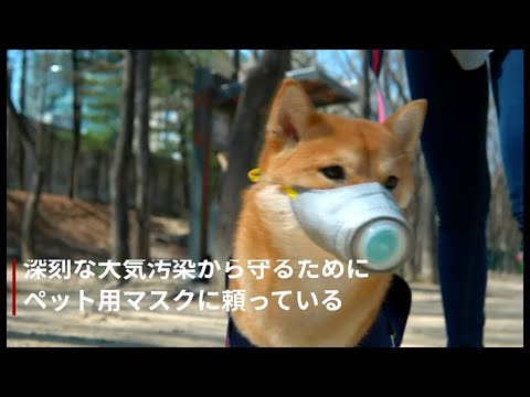 犬用マスク の効果は 付け心地は Pm2 5汚染度が第2位の韓国 Youtube