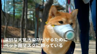 「犬用マスク」の効果は？ 付け心地は？　PM2.5汚染度が第2位の韓国