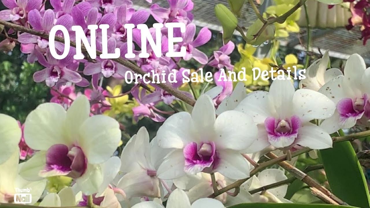 Online Orchid Plants Sale and Details.All India Delivery.Orchid compo