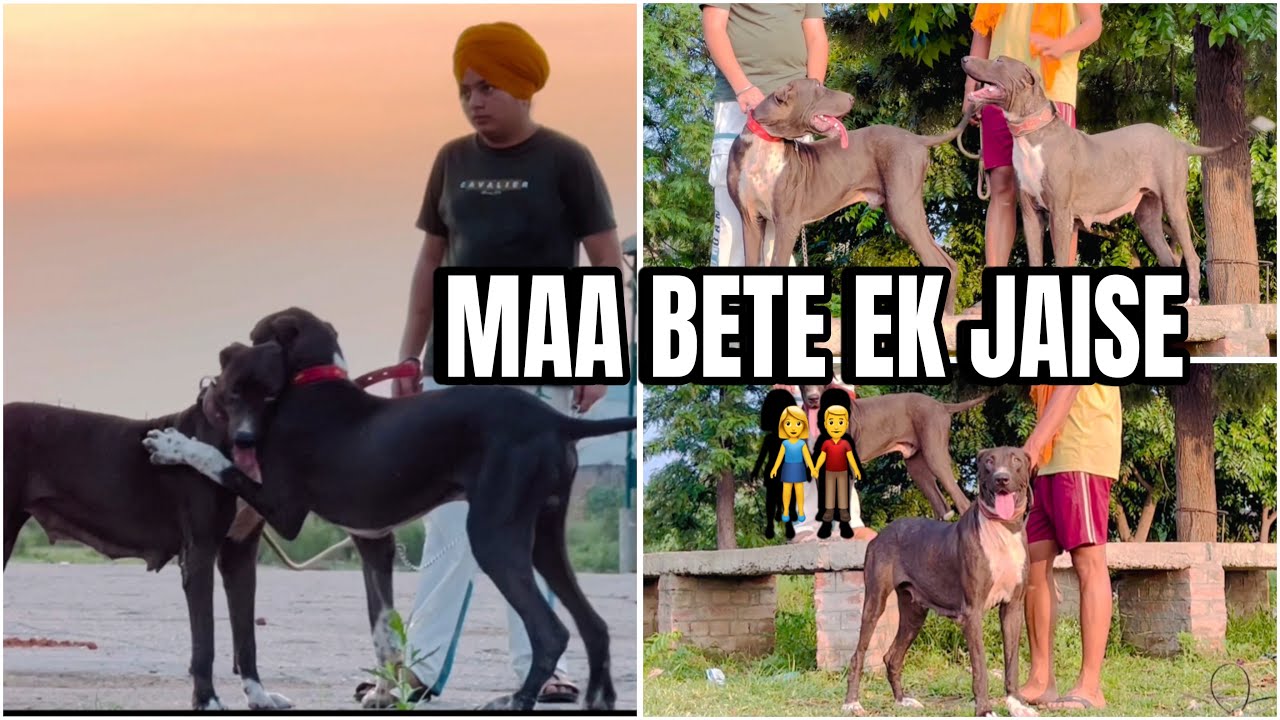 MAA BETE EK JAISE || CHARGER BULLY DOG KENNEL