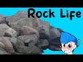 Thrilling Gameplay | Rock Life