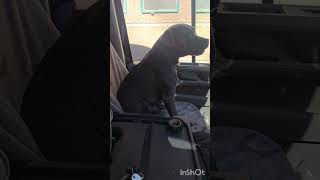 hes favourite job to be on. #excitement #dog #puppy #funny #fun #fyp #youtubeshorts #shorts