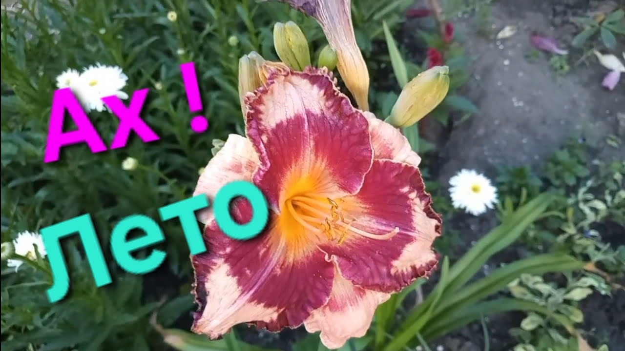 Цветочные🌸 летние воспоминания 