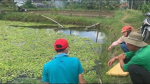 Giao Ốc Bươu Đen Giống Cho Khách Hàng Ở Hồng Ngự-Đồng Tháp | Liệt Vlog