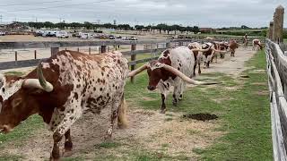 Fort Worth Texas Daily Longhorn Cattle Drive