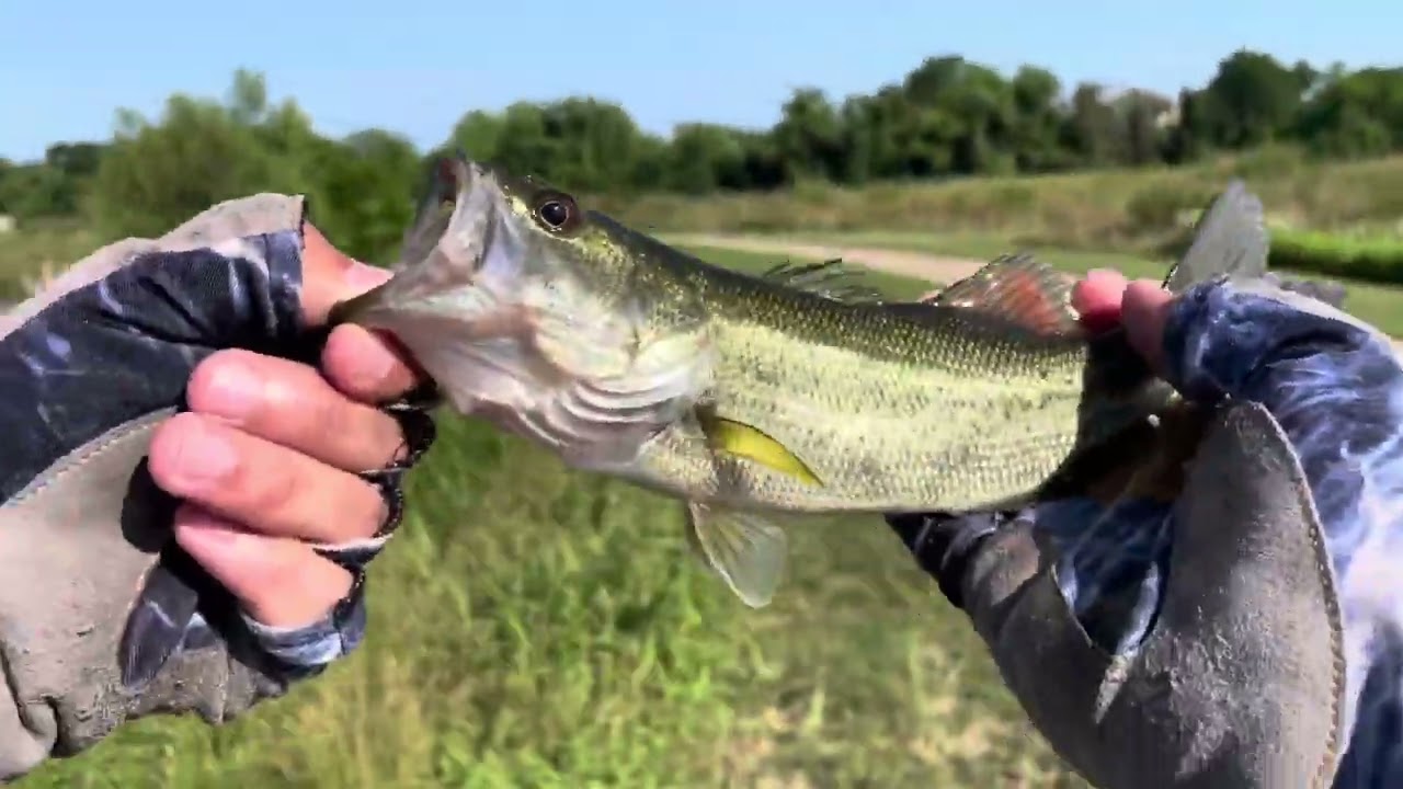 Calcutta conquest bfs and 301 MD #bassfishing  #calcuttabfs  #calcutta #bfsfishing #swimbait