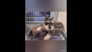 Cute Miniature Schnauzer Dog || Pet  Shop #23 @divineriver