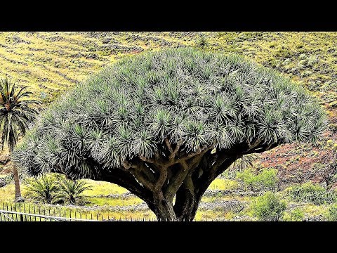 Video: Dracaena in die Landschaft pflanzen: Pflege von Dracaena-Pflanzen im Freien