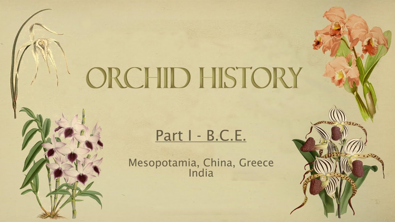 Orchid History // Part I Before the Common Era YouTube