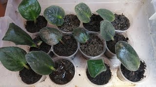 Menekşe En Hızlı Nasıl Köklendirilir