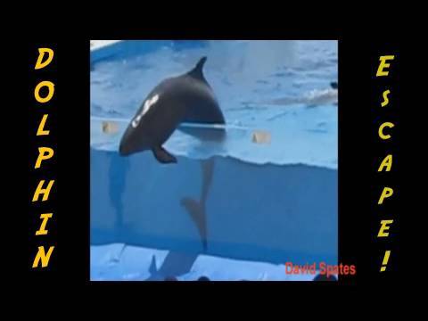 Download Dolphin Escapes From Aquarium 😮Commentary & Vid😮  ( David Spates )