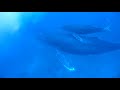 (伊豆ダイビングライセンススクール撮影)Humpback whales in Japan mother, infant ,and  an escort.