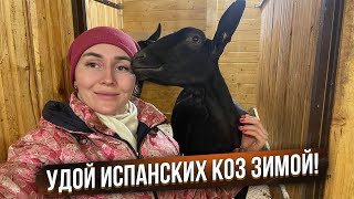 История Барсика. Итоги выставки с Крузом! | Молодая Ферма