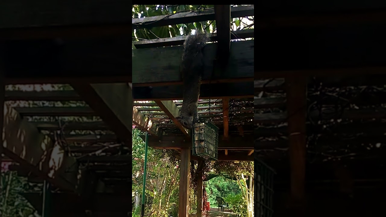 Squirrel Approved !  Our Latest Home Made Suet Mix