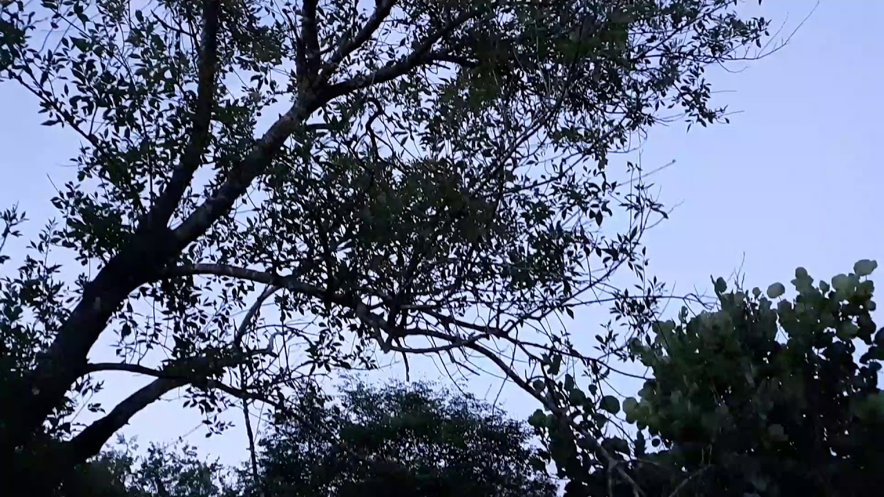 CICADAS THIS IS HOW THEY SOUND - YouTube