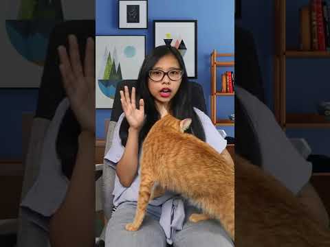 Video: Bilakah kali terakhir kucing sembilan ekor digunakan?