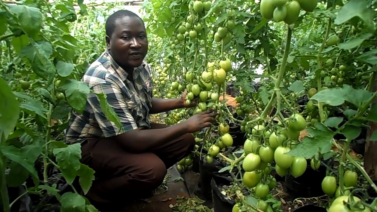 Earn good money with Greenhouse farming. Company in Nairobi ans Kisumu