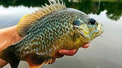 BEAUTIFUL Bluegill on the Flyrod! Fishing with ANT Flies!