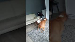 Amstaff Pit Bull Zabawa Szczeniaka Z Matką
