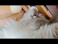 😻 Спящая кошка 😻 Пушинке 2 года 4 месяца 😻