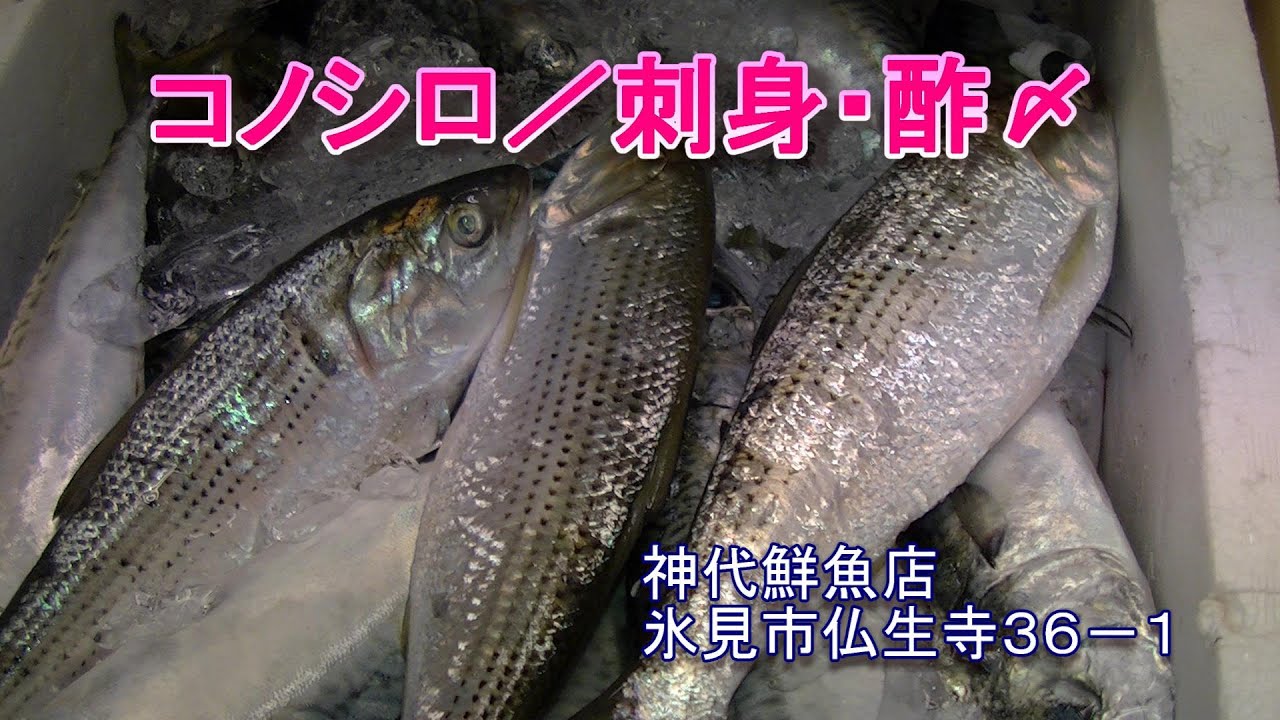 コノシロ 刺身 酢締め 氷見の魚屋 Youtube