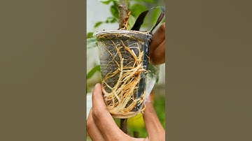 🍎Apple tree propagation by air layering using Aloe Vera - easy method #gardening