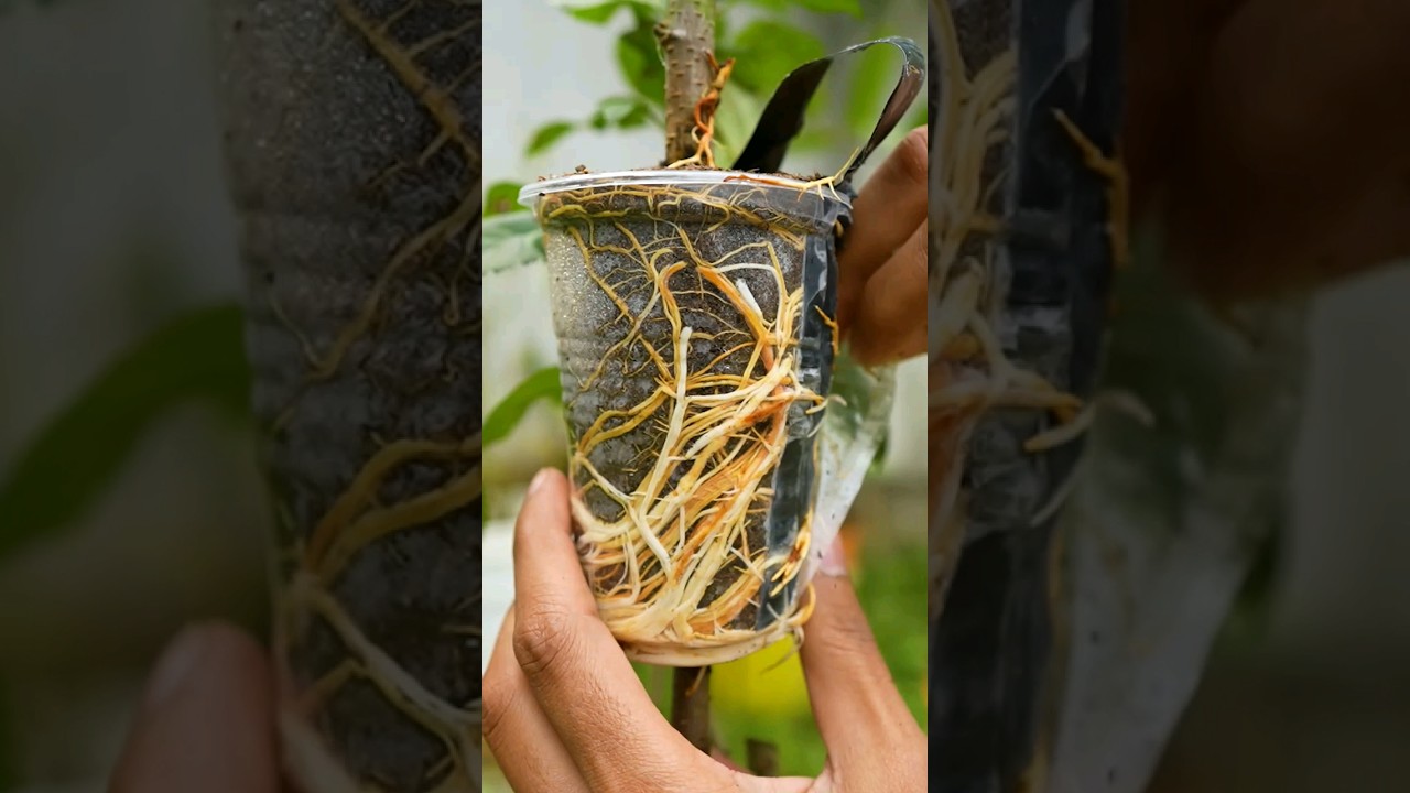 🍎Apple tree propagation by air layering using Aloe Vera - easy method #gardening