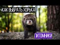 КАК выбрать ХОРЬКА/ ГДЕ КУПИТЬ хорька/ Фуриттус