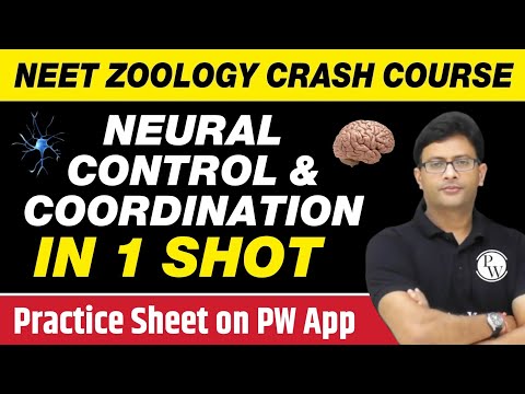 NEURAL CONTROL AND COORDINATION in One Shot - All Concepts, Tricks & PYQs | Class 11 | NEET