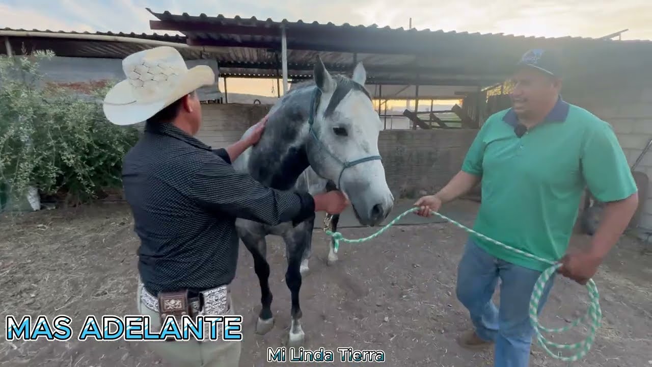 MIS SEMENTALES ME LOS TRAJERON DE ALABAMA Y TENGO DE VENTA EL PALOMINO