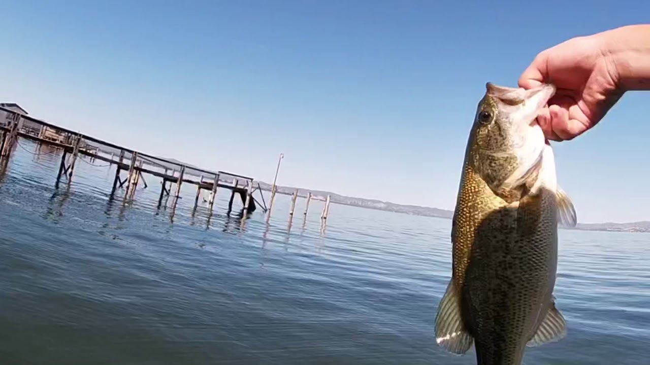 We Won!!!! ( Clear Lake Bass Tournament ) YouTube