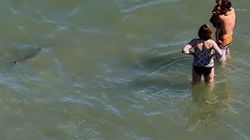 Sharks seen swimming feet from beachgoers at Myrtle Beach