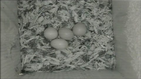 Red Bellied Woodpeckers Four More Eggs in Nest Box!