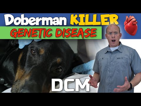 วีดีโอ: Cardiomyopathy ในสุนัขนักมวย