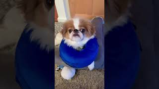 CUTE JAPANESE CHIN DOG WEARS INFLATABLE COLLAR FOR THE FIRST TIME! #funnydogs #dogshorts #cutedog