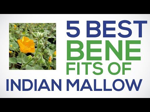 Top 5 Medicinal Benefits of Indian Mallow