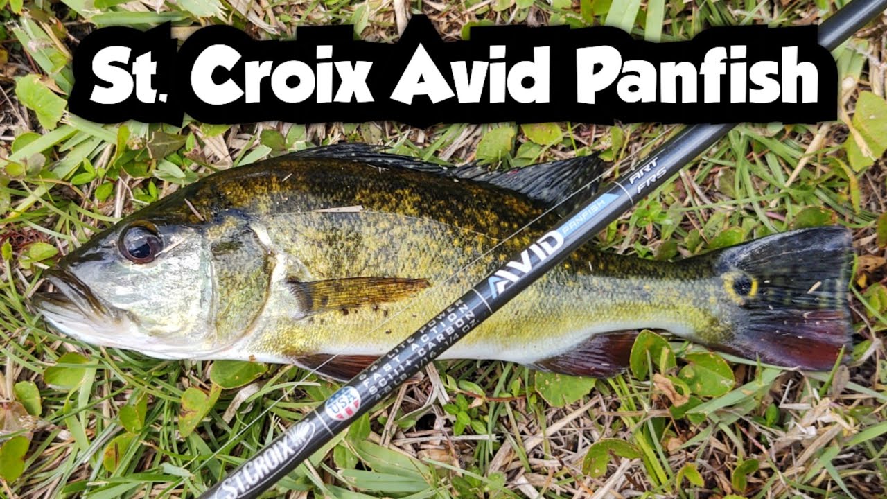 Catching Peacocks and More on the St. Croix Avid Panfish 