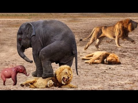 How elephants protect their cubs in the animal world | The struggle of weak creatures | #animals