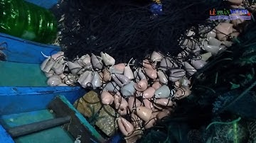 Bắt Mực Bạch Tuộc Bằng Vỏ Ốc Giác Nhân Tạo | Tập 1