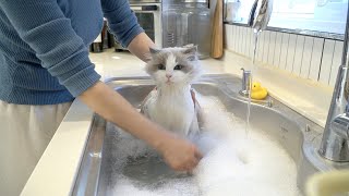 Washing a cat in the sink
