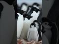 Chill! 🐧 #YTShorts #AIArt #PenguinFamily #penguin #ArcticVibes #CuteAnimals #ViralAi #Wildlife #Pets