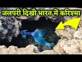 जलपरी होने के पक्के सबूत | असली जलपरी | पानी में रहने वाले इंसान | Top 6 Mermaids Caught On Camera