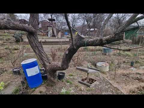 Video: Jak se zbavíte lišejníků na stromech?