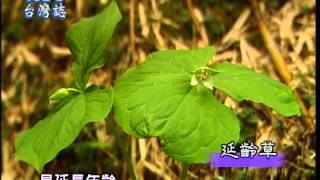 【MIT台灣誌 #109】合歡山高山早春聆聽花開的聲音