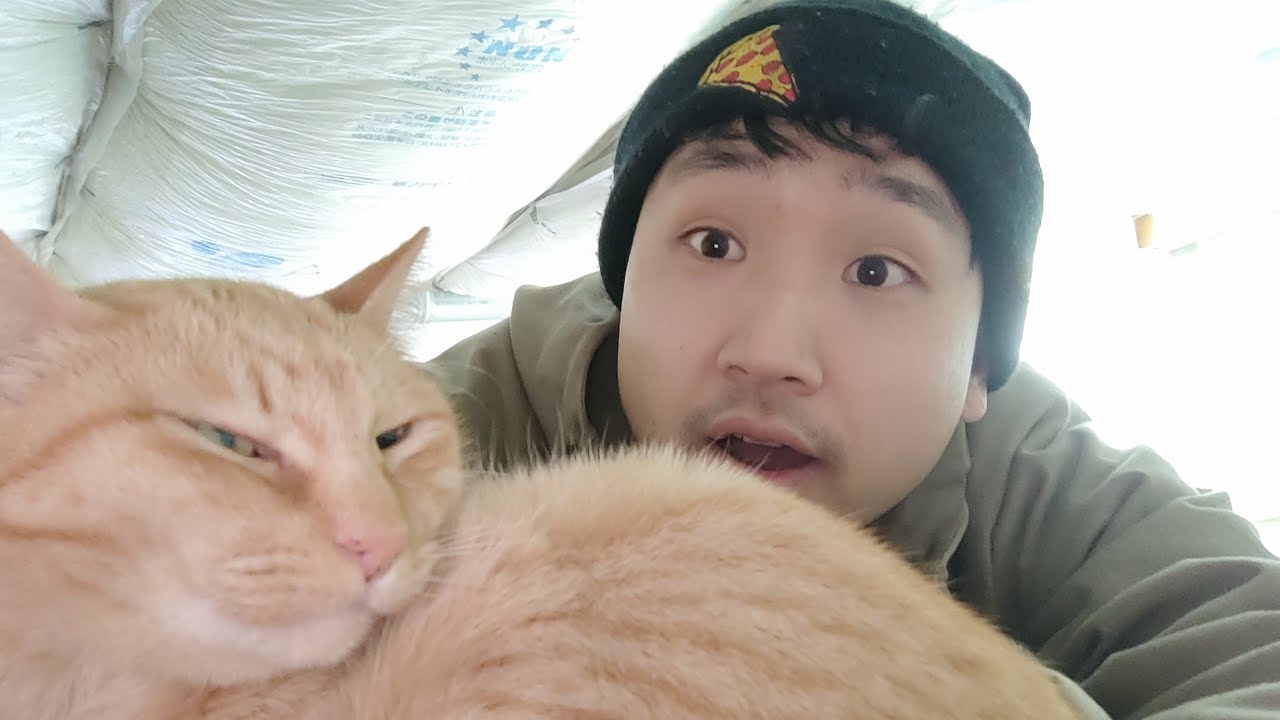 ねこすけ ねこすけ帰ってきたー！😭🐱🐯 - YouTube