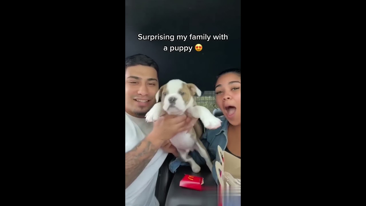 Surprising My Family With A New Puppy Gets Emotional Shorts