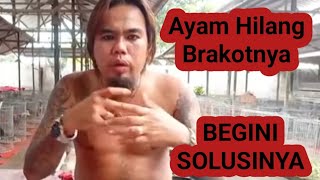 How to Care for Brakot Chickens || ANTONI MEDAN