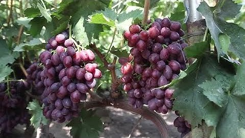 Grapes In The Vineyard Stock Video